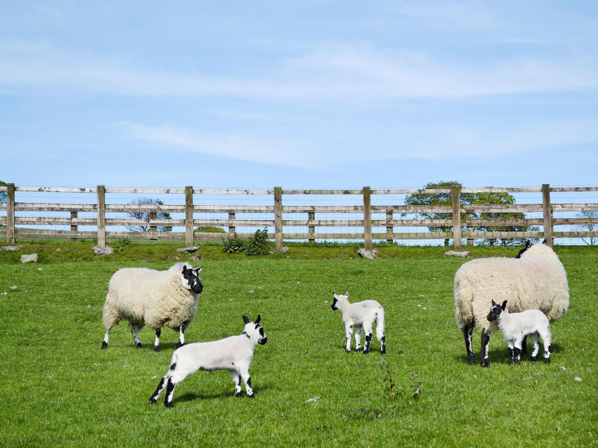 Maes Y Bryn Farmhouse Llanwrda Экстерьер фото